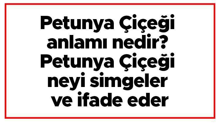 Petunya Çiçeği anlamı nedir Petunya Çiçeği neyi simgeler ve ifade eder