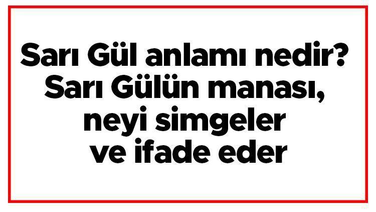 Sarı Gül anlamı nedir Sarı Gülün manası, neyi simgeler ve ifade eder