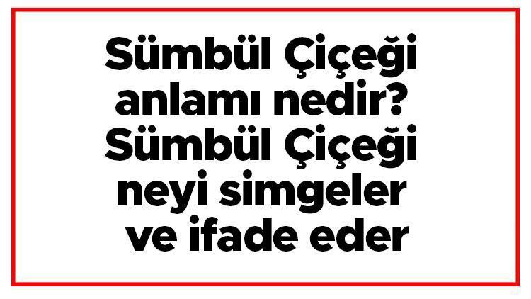 Sümbül Çiçeği anlamı nedir Sümbül Çiçeği neyi simgeler ve ifade eder