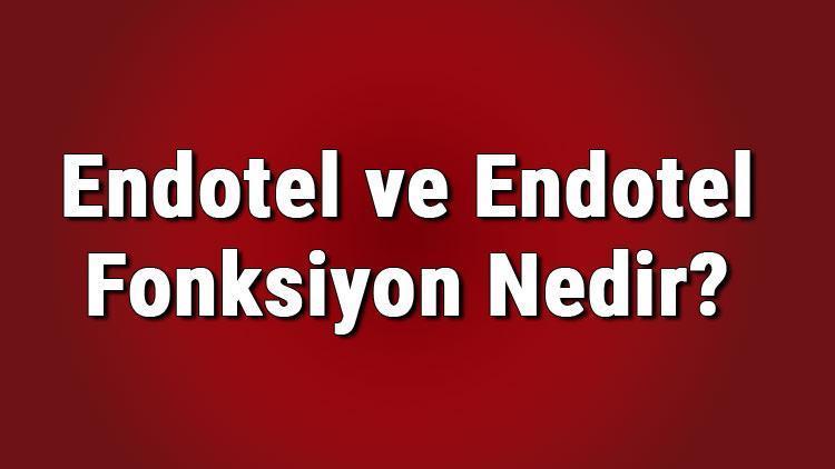 Endotel ve endotel fonksyon nedir Endotel tabaka ne işe yarar