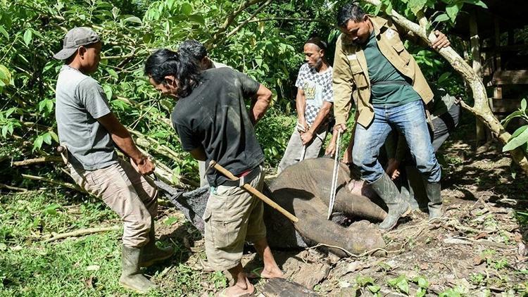 Avcıların tuzağına takılıp hortumunun yarısını kaybeden yavru fil öldü