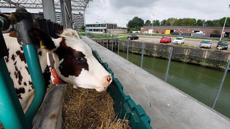 Hollanda ineği emisyona kurban gitti