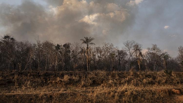 Amazonlar alarm veriyor: Ormansızlaşma son 15 yılın en yüksek seviyesinde