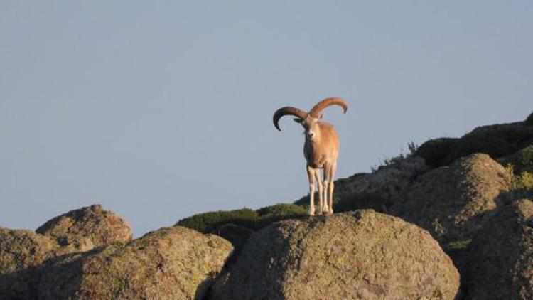 Mahkeme, Konya ve Karaman’da Anadolu yaban koyunu ile keçisi avını durdurdu