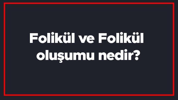 Folikül ve Folikül oluşumu nedir Folikül kist tehlikeli midir, Folikül ne kadar büyür