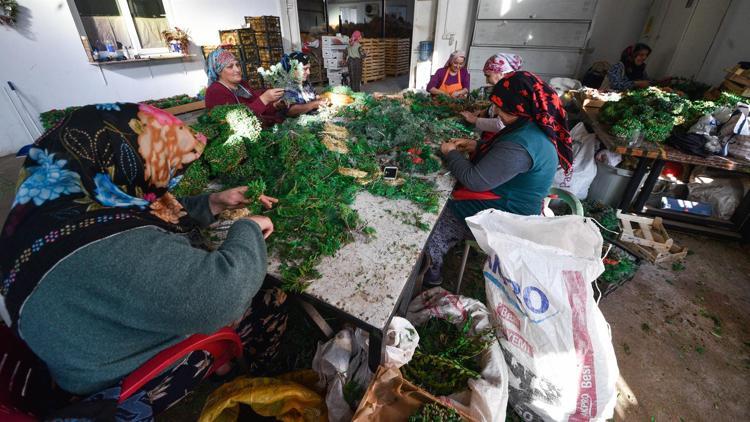 Antalyada kadınlar yoğun mesai ile yapıyor Hollanda, Almanya ve İngiltere dahil 20’den fazla ülkeye gönderiliyor