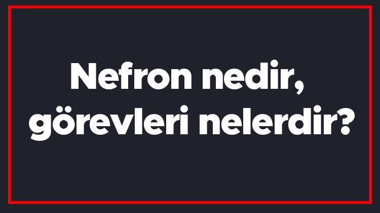 Nefron nedir, görevleri nelerdir Nefron hangi sisteme Aittir Nefronu oluşturan yapılar..