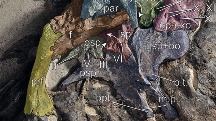 İtalya’da keşfedildi: En büyük ve en eksiksiz dinozor sürüsü kalıntıları
