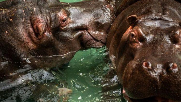 Dünyada bir ilk Hayvanat Bahçesindeki iki su aygırı Covide yakalandı