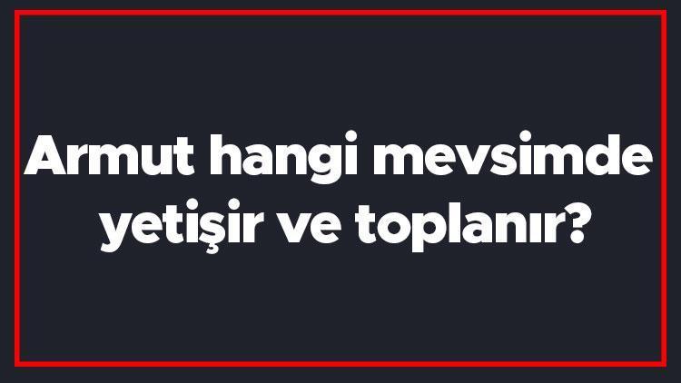 Armut hangi mevsimde yetişir ve toplanır Armut en taze hangi ayda markette olur ve bulunur