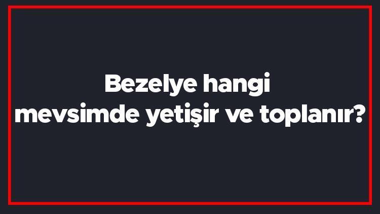 Bezelye hangi mevsimde yetişir ve toplanır Bezelye en taze hangi ayda markette olur ve bulunur