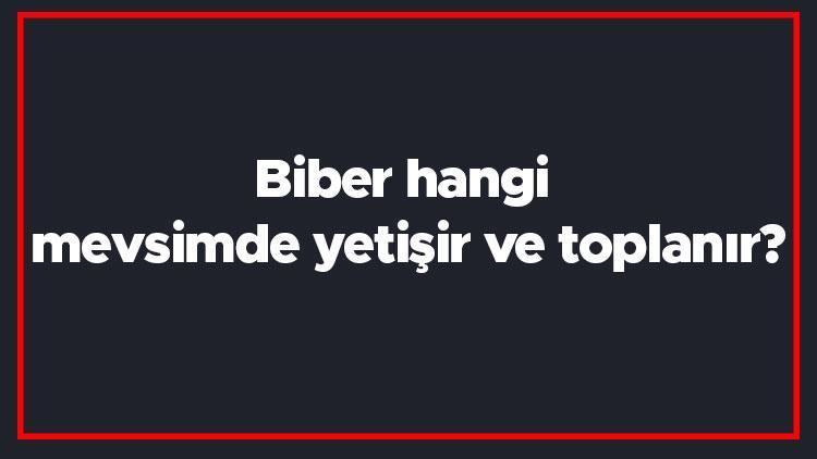 Biber hangi mevsimde yetişir ve toplanır Biber en taze hangi ayda markette olur ve bulunur