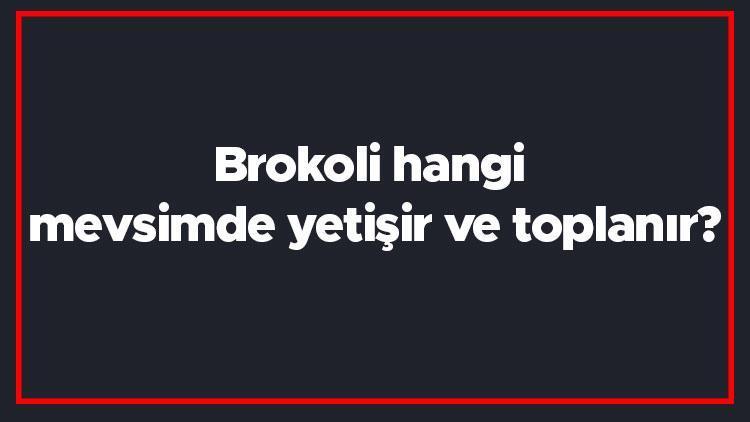 Brokoli hangi mevsimde yetişir ve toplanır Brokoli en taze hangi ayda markette olur ve bulunur