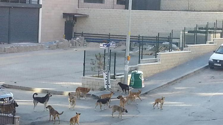 Sayıştay’dan sokak köpekleri raporu