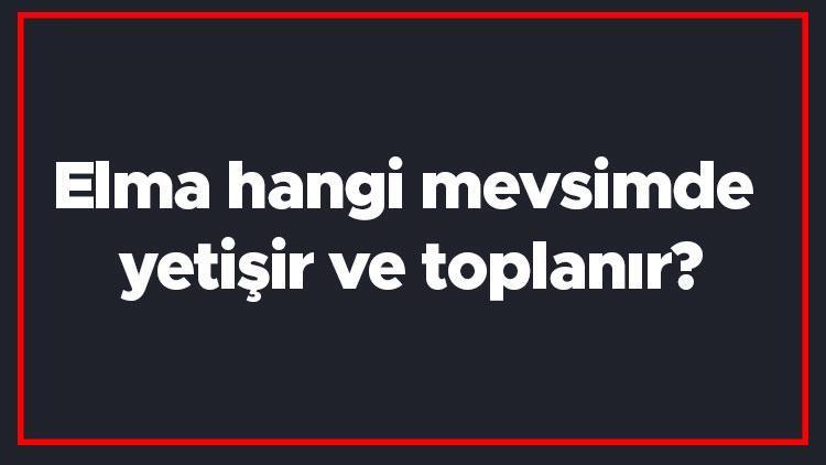 Elma hangi mevsimde yetişir ve toplanır Elma en taze hangi ayda markette olur ve bulunur