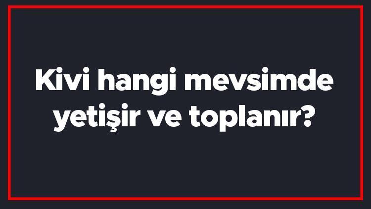 Kivi hangi mevsimde yetişir ve toplanır Kivi en taze hangi ayda markette olur ve bulunur