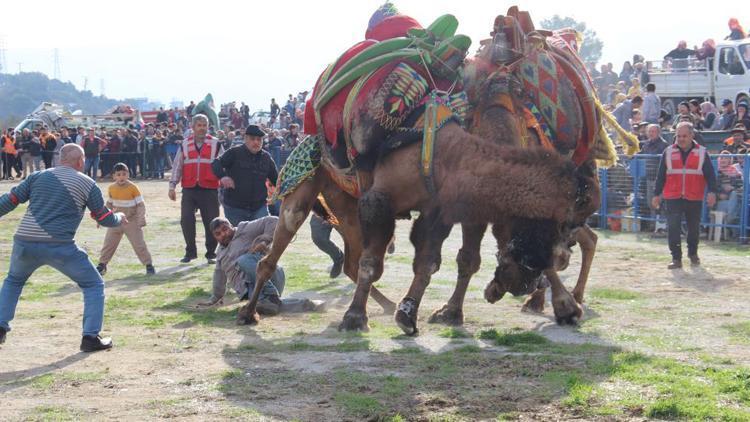 Aydında deve güreşlerinde ortalık savaş alanına döndü