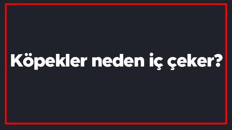 Köpekler neden iç çeker Yavru köpekler ve büyük köpekler uyurken neden iç çeker