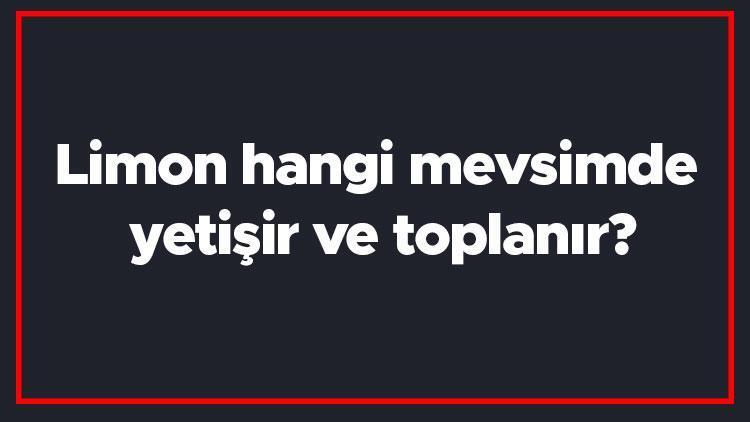 Limon hangi mevsimde yetişir ve toplanır Limon en taze hangi ayda markette olur ve bulunur