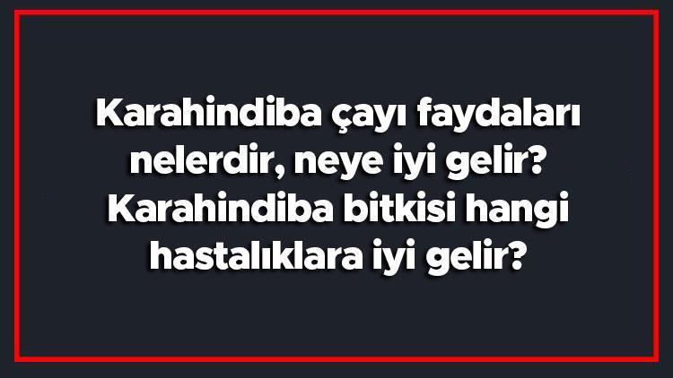 Karahindiba çayı faydaları nelerdir, neye iyi gelir Karahindiba bitkisi hangi hastalıklara iyi gelir