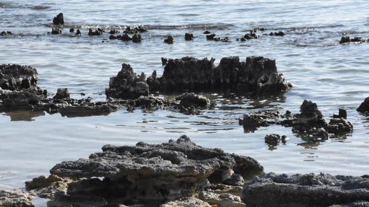 Van Gölünde su çekildi, mikrobiyalitler ortaya çıktı Bu kadarını ilk defa görüyorum