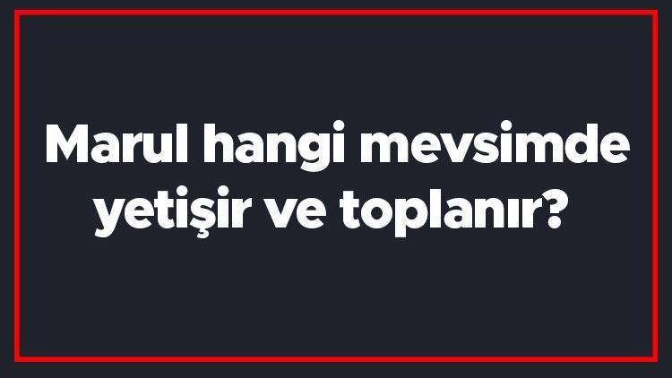 Marul hangi mevsimde yetişir ve toplanır Marul en taze hangi ayda markette olur ve bulunur