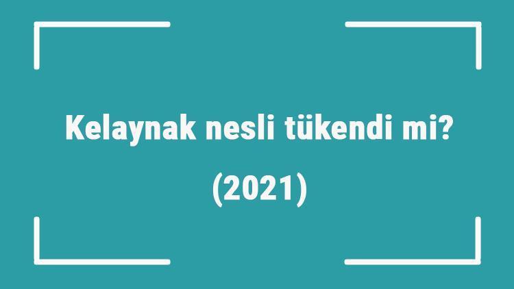 Kelaynak nesli tükendi mi (2021)