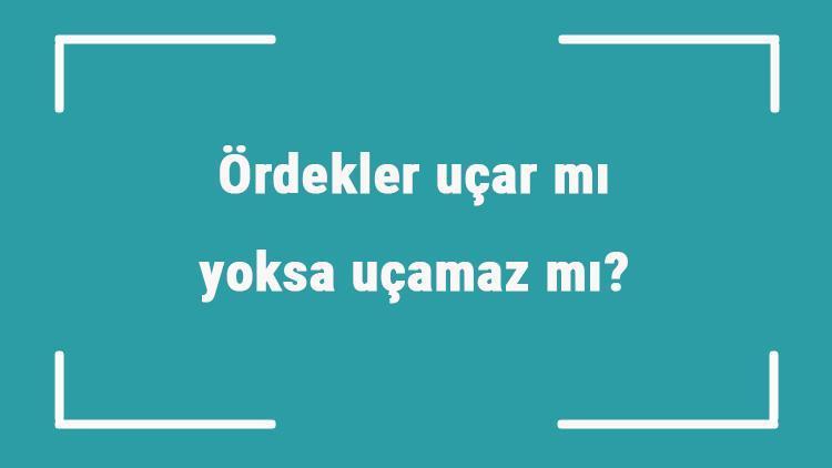 Ördekler uçar mı yoksa uçamaz mı Ördekler kaç yıl yaşar ve kaç günde bir yumurtlar