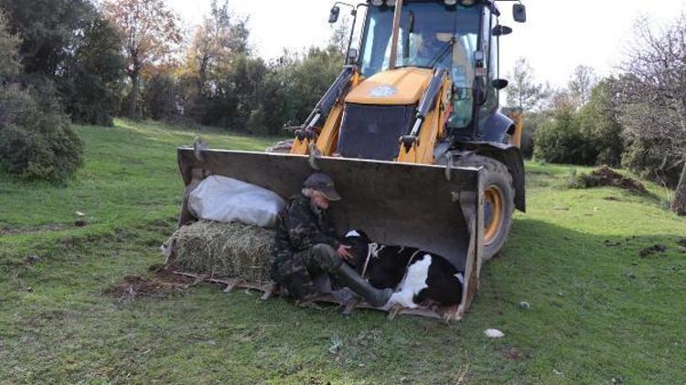 Nazillide mahsur kaldığı ormanda doğum yapan inek ve buzağısı 4 saatlik operasyonla kurtarıldı
