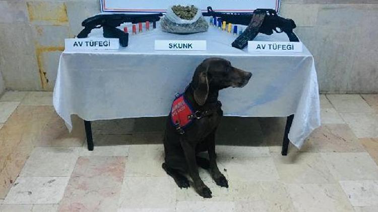 Evdeki uyuşturucuyu narkotik köpeği Venüs buldu