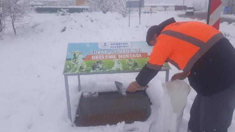 Akşehirde belediyeden sokak hayvanlarına yem ve mama desteği