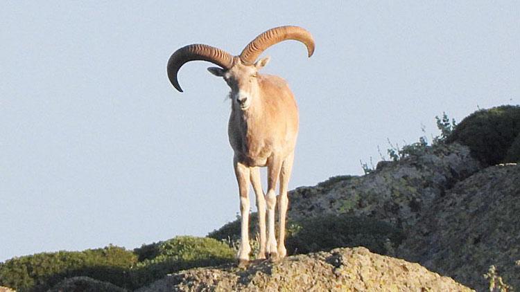 Mahkemeden av ihalesine ikinci ret