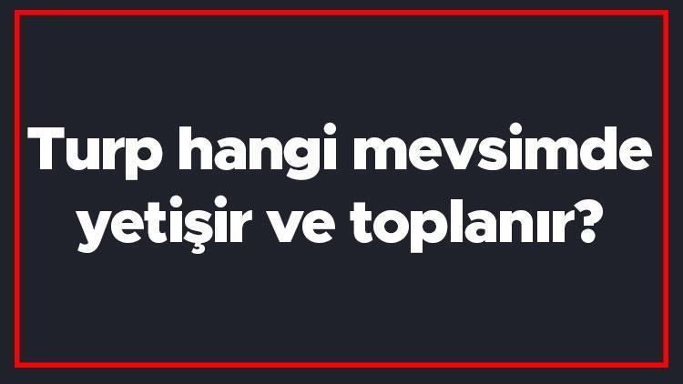 Turp hangi mevsimde yetişir ve toplanır Turp en taze hangi ayda markette olur ve bulunur