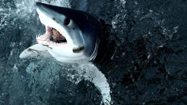 ABD’li sörfçü köpek balığı saldırısı sonucu hayatını kaybetti