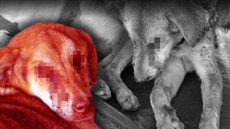 Zonguldakta vahşet Sokak köpeği gözleri dağlanıp işkenceye uğradı