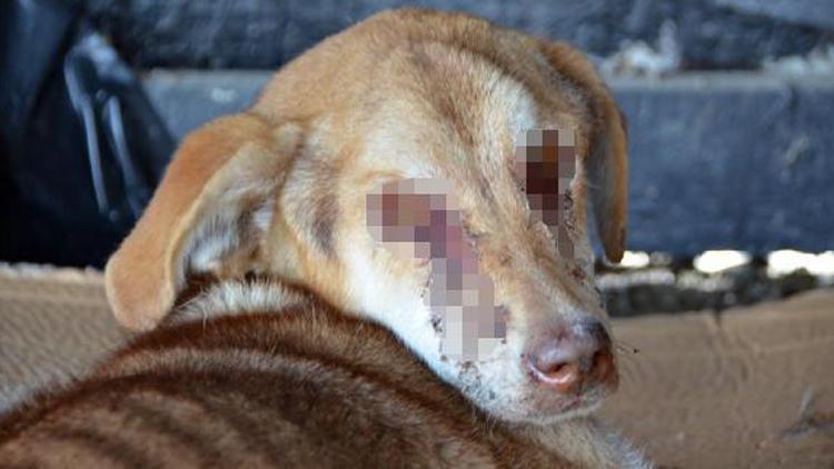 İşkenceye uğradığı iddia edilen köpek için hastalık ve ölüm açıklaması