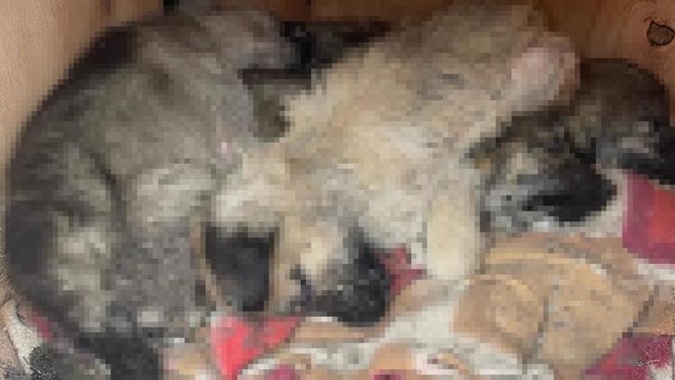 İmrahor Vadisi’nde 12 köpek ölü bulundu