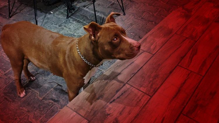 Son dakika... İçişleri Bakanlığı ağızlıksız köpek cezası bilançosunu açıkladı Pitbull detayı...