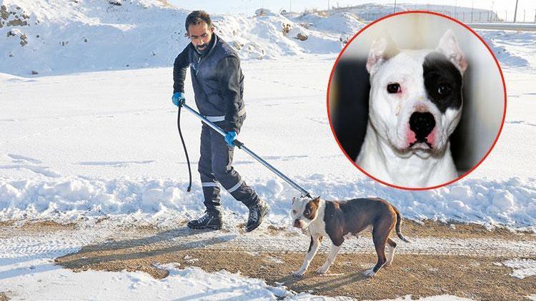 Sahipsiz pitbull koruma altında