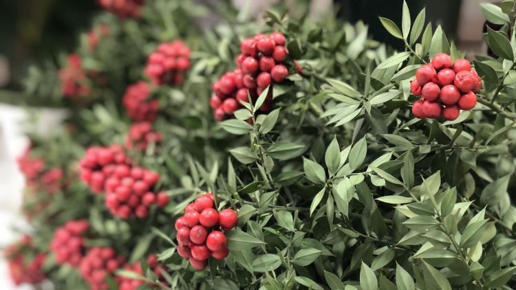 Çiçekçiler 45 liraya satıyor Yılbaşı gününe odaklandılar