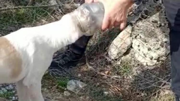 Başına plastik bidon sıkışan köpeği AFAD kurtardı