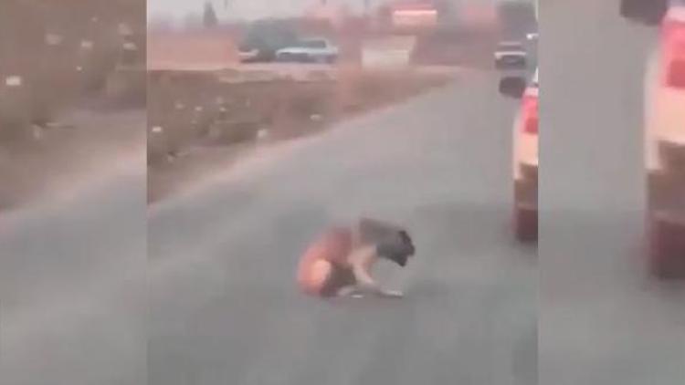 Sosyal medyayı ayağa kaldıran görüntü Araçtan köpeğe ateş edip yaraladı