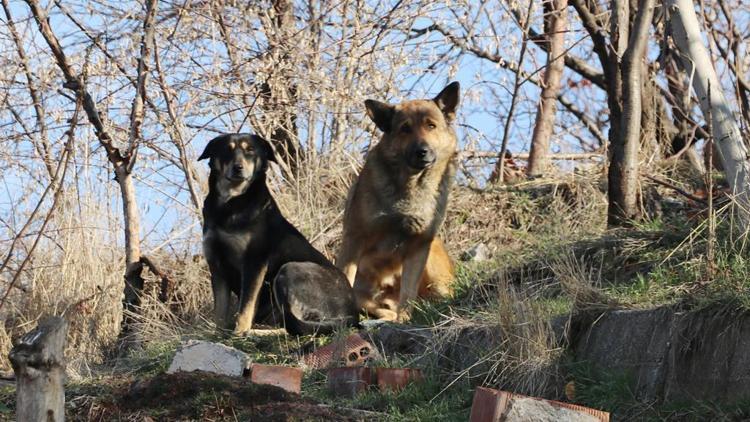 Köpekler 2 çocuğa saldırdı ‘çiğ et’ tartışması başladı