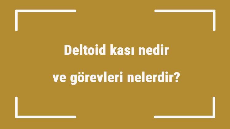 Deltoid kası nedir ve görevleri nelerdir Deltoid kası geliştirme egzersizleri ve hareketleri