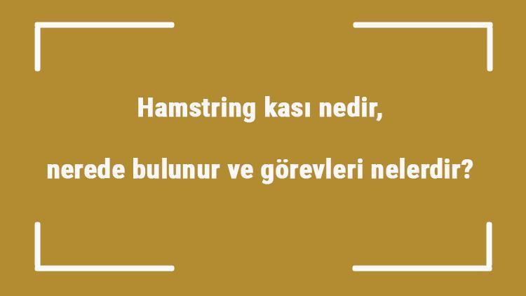 Hamstring kası nedir, nerede bulunur ve görevleri nelerdir Hamstring kası güçlendirme ve geliştirme hareketleri