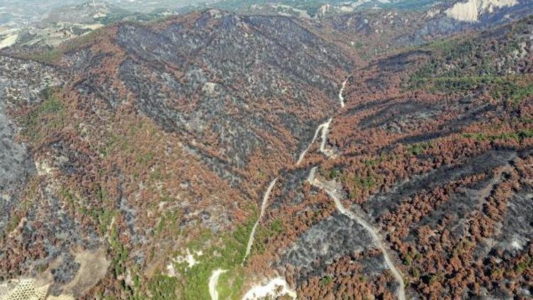 Manisada orman yangını sonrası 300 bin fidan dikildi