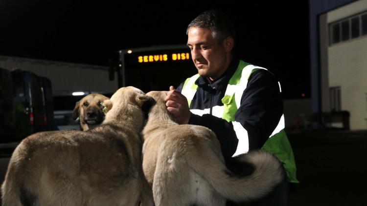 EGO şoförü 150 köpeği besliyor