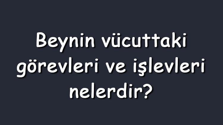 Beynin vücuttaki görevleri ve işlevleri nelerdir