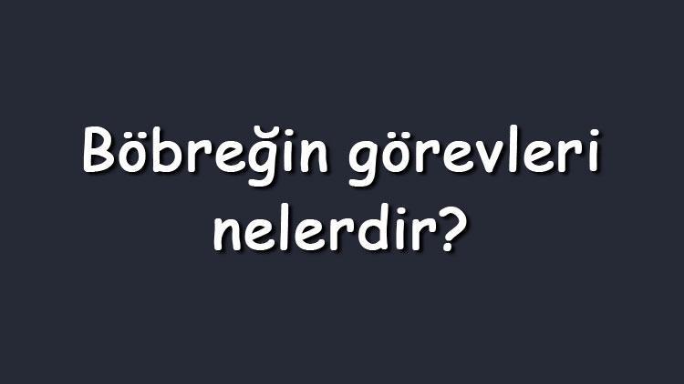 Böbreğin görevleri nelerdir Böbrek nedir, ne işe yarar ve vücutta nerede bulunur