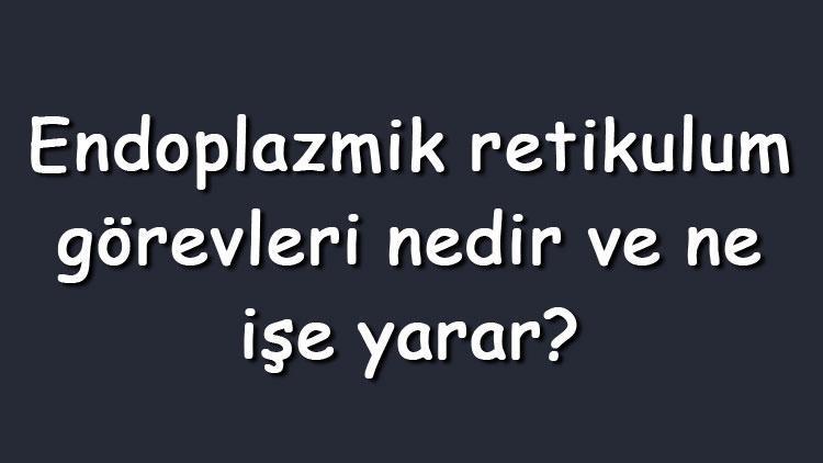 Endoplazmik retikulum görevleri nedir ve ne işe yarar